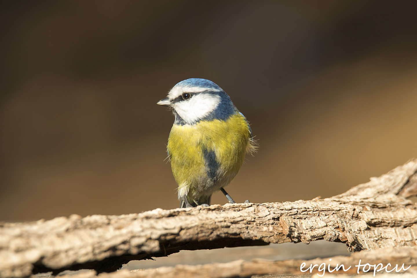 Mavi baştankara » Eurasian Blue Tit » Cyanistes caeruleus