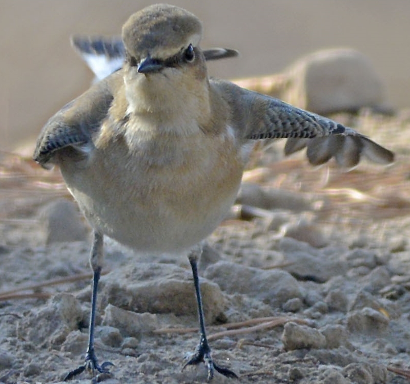 Kuyrukkakan » Northern Wheatear » Oenanthe oenanthe
