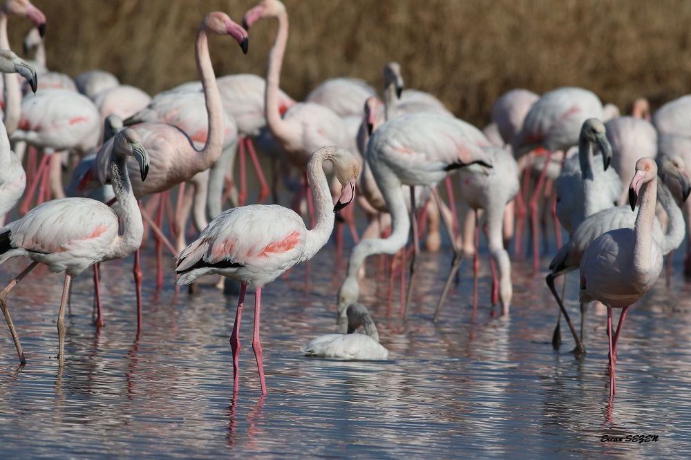 Flamingo » Greater Flamingo » Phoenicopterus roseus