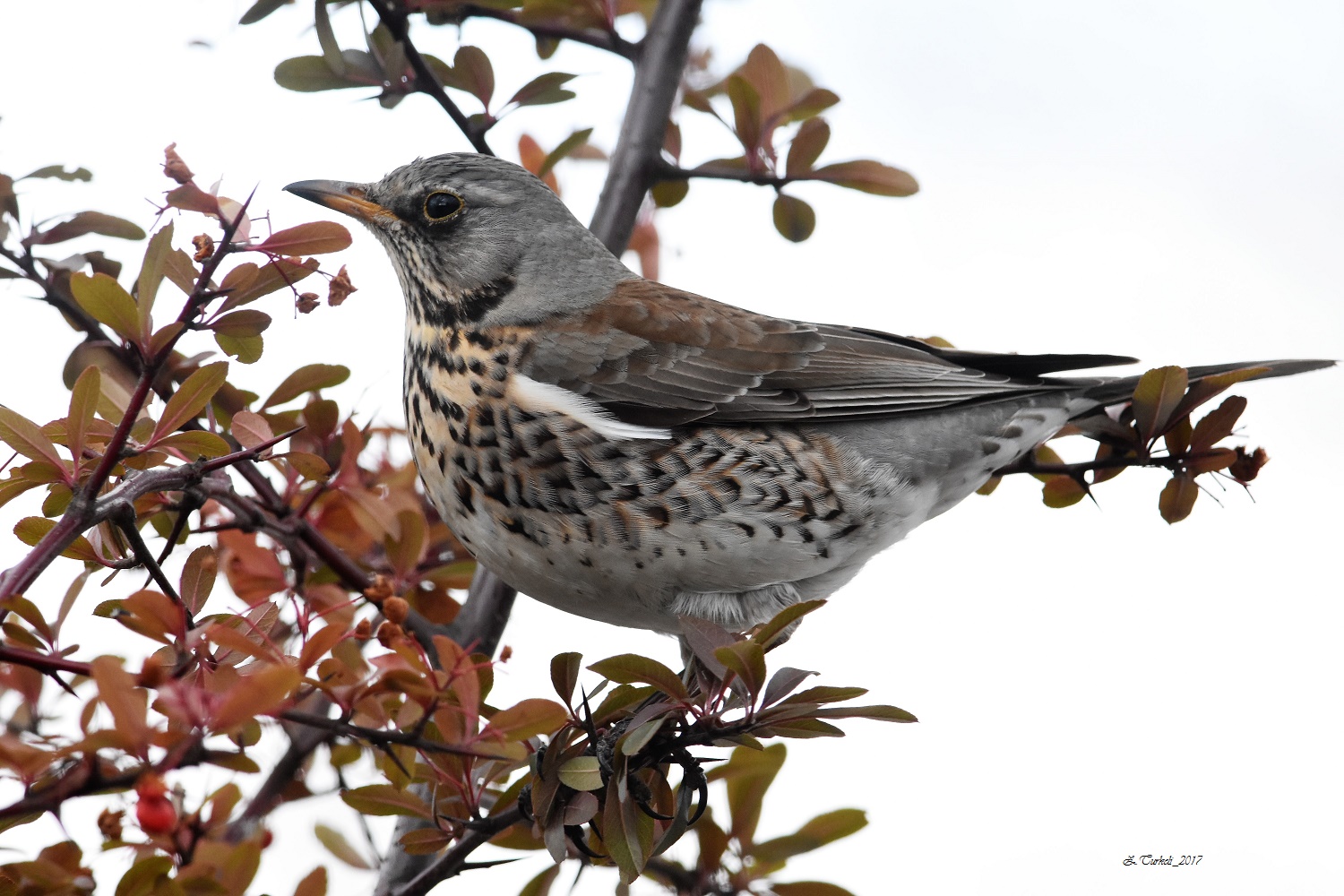 Tarla ardıcı » Fieldfare » Turdus pilaris