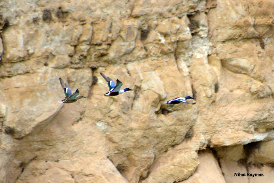 Kaşıkgaga » Northern Shoveler » Spatula clypeata