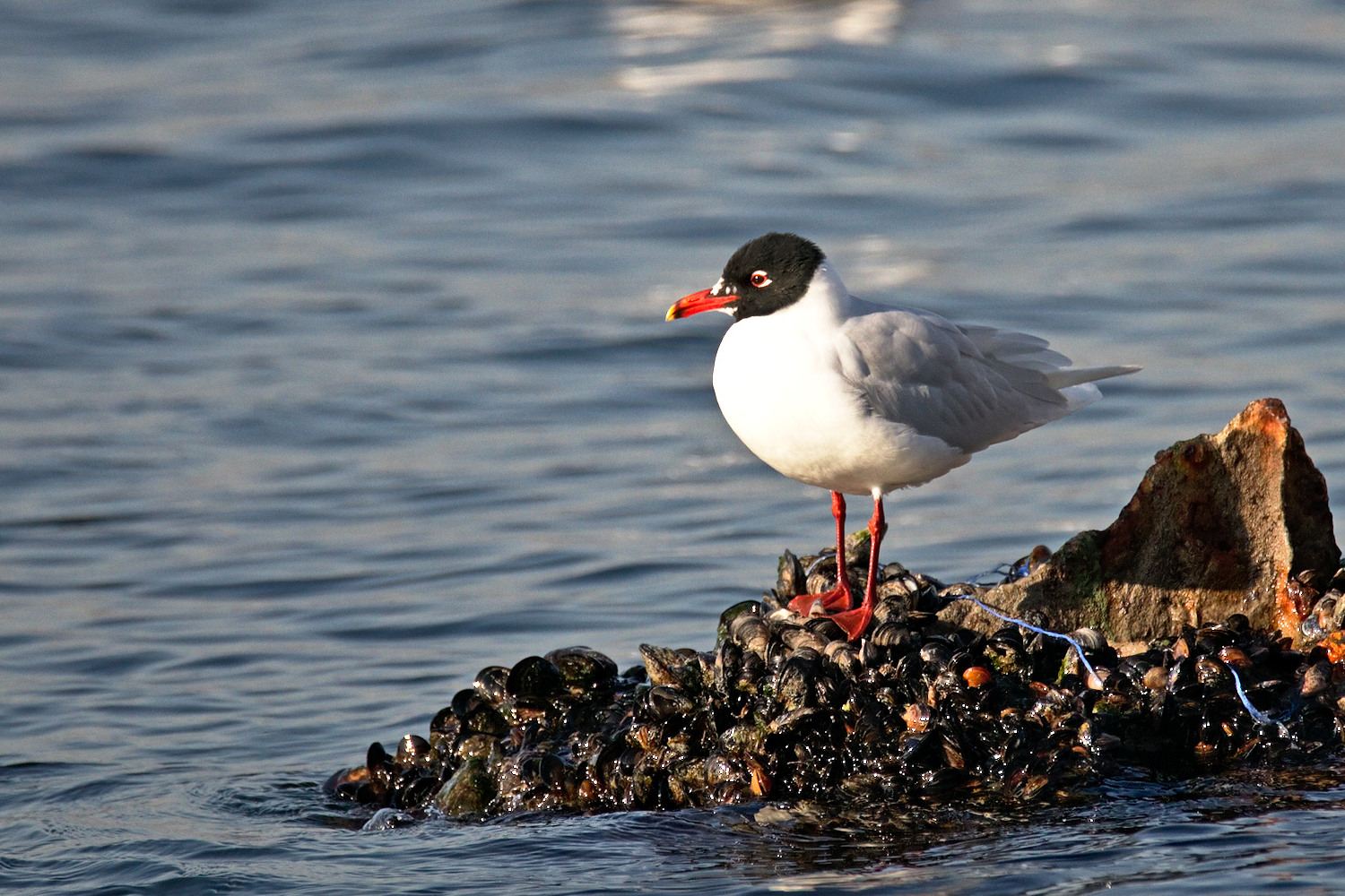 Akdeniz martısı » Mediterranean Gull » Ichthyaetus melanocephalus