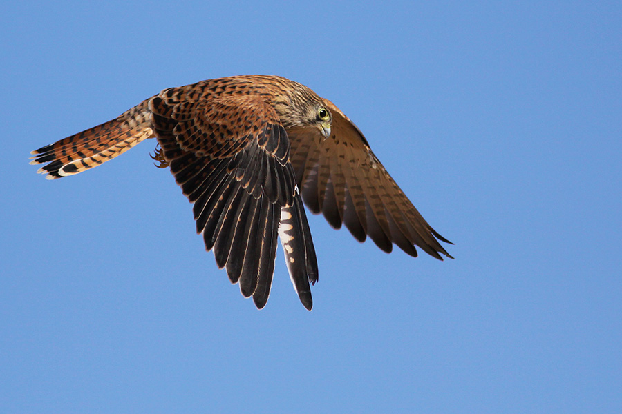 Kerkenez » Common Kestrel » Falco tinnunculus