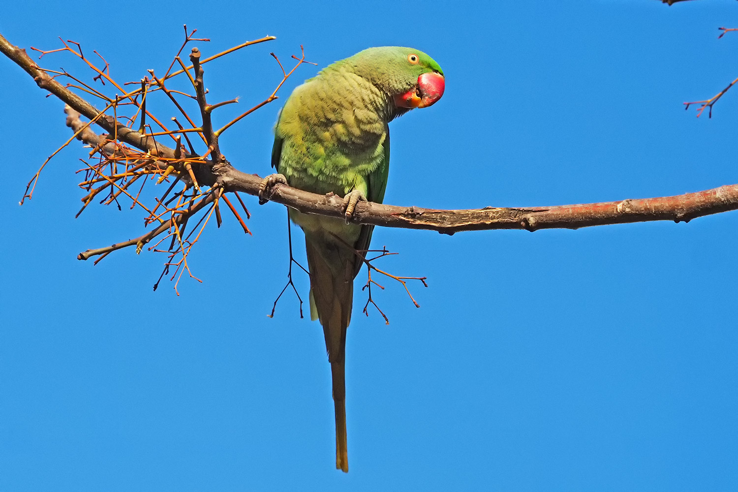 İskender papağanı » Alexandrine Parakeet » Psittacula eupatria