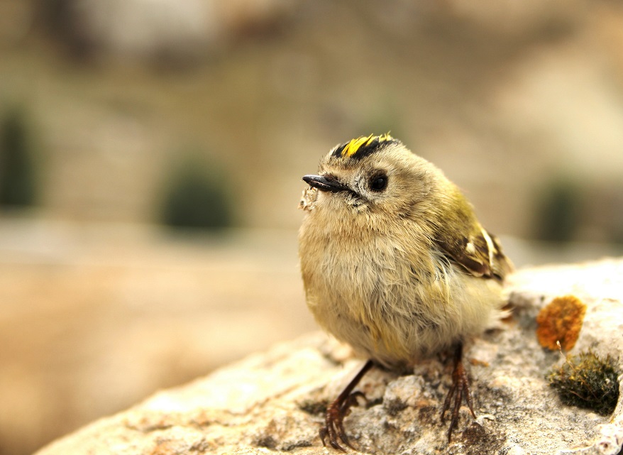 Çalıkuşu » Goldcrest » Regulus regulus 