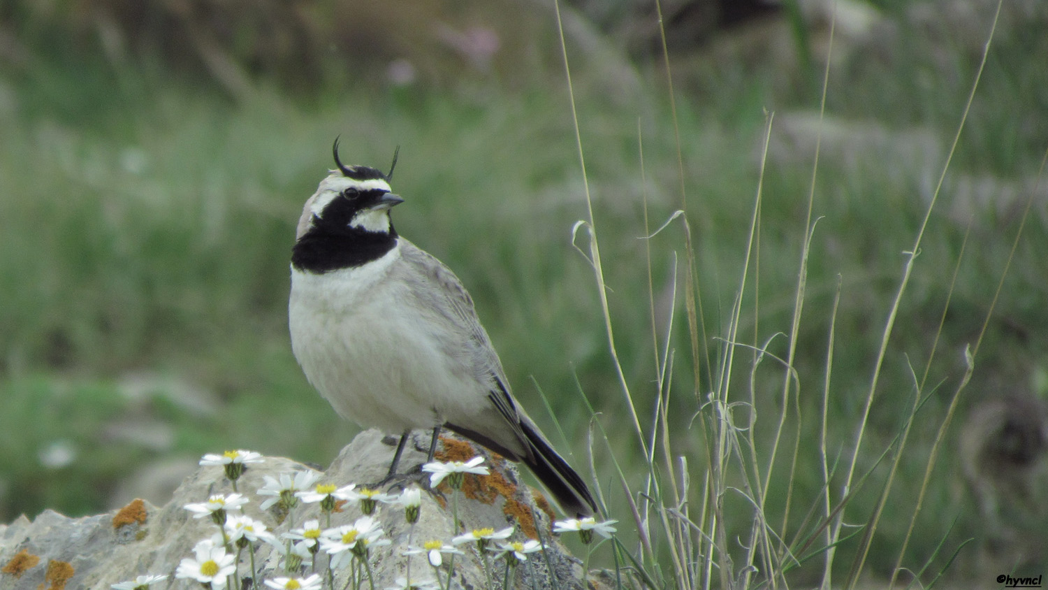 Kulaklı toygar » Horned Lark » Eremophila alpestris