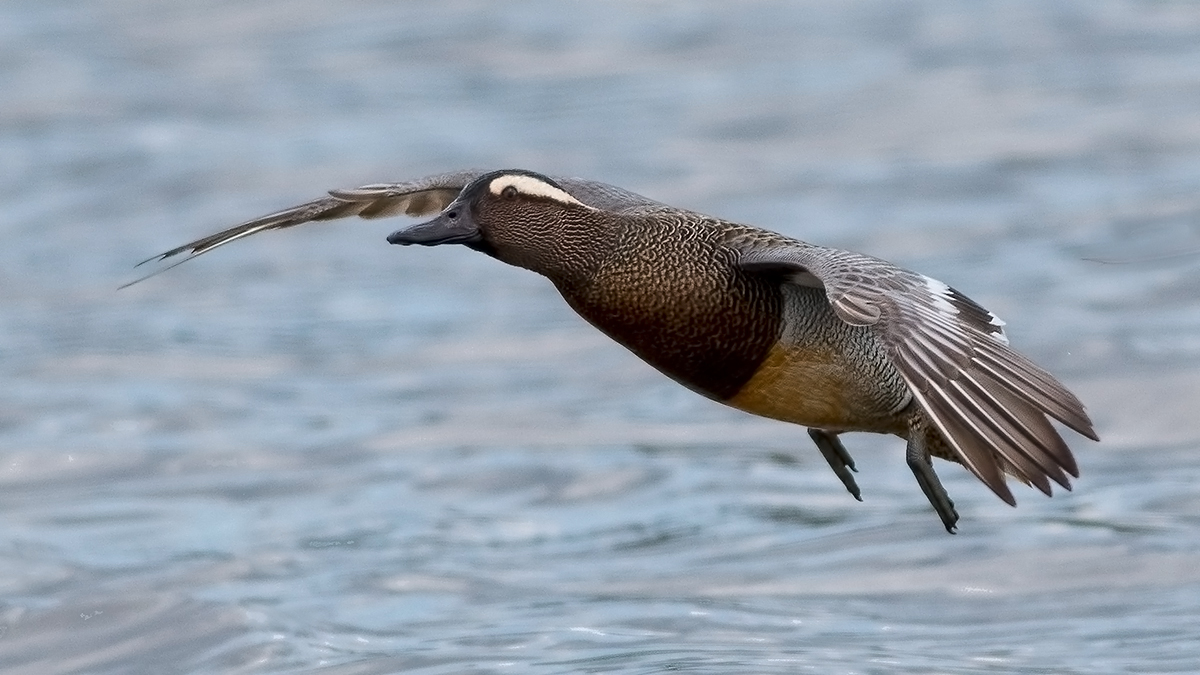Çıkrıkçın » Garganey » Spatula querquedula
