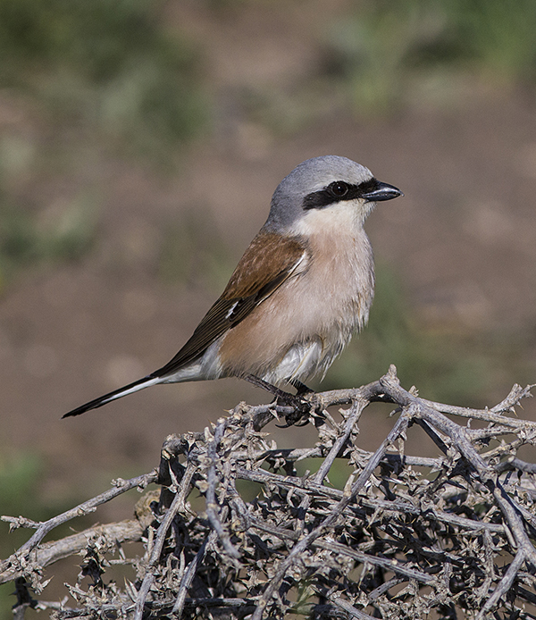 Kızılsırtlı örümcekkuşu » Red-backed Shrike » Lanius collurio