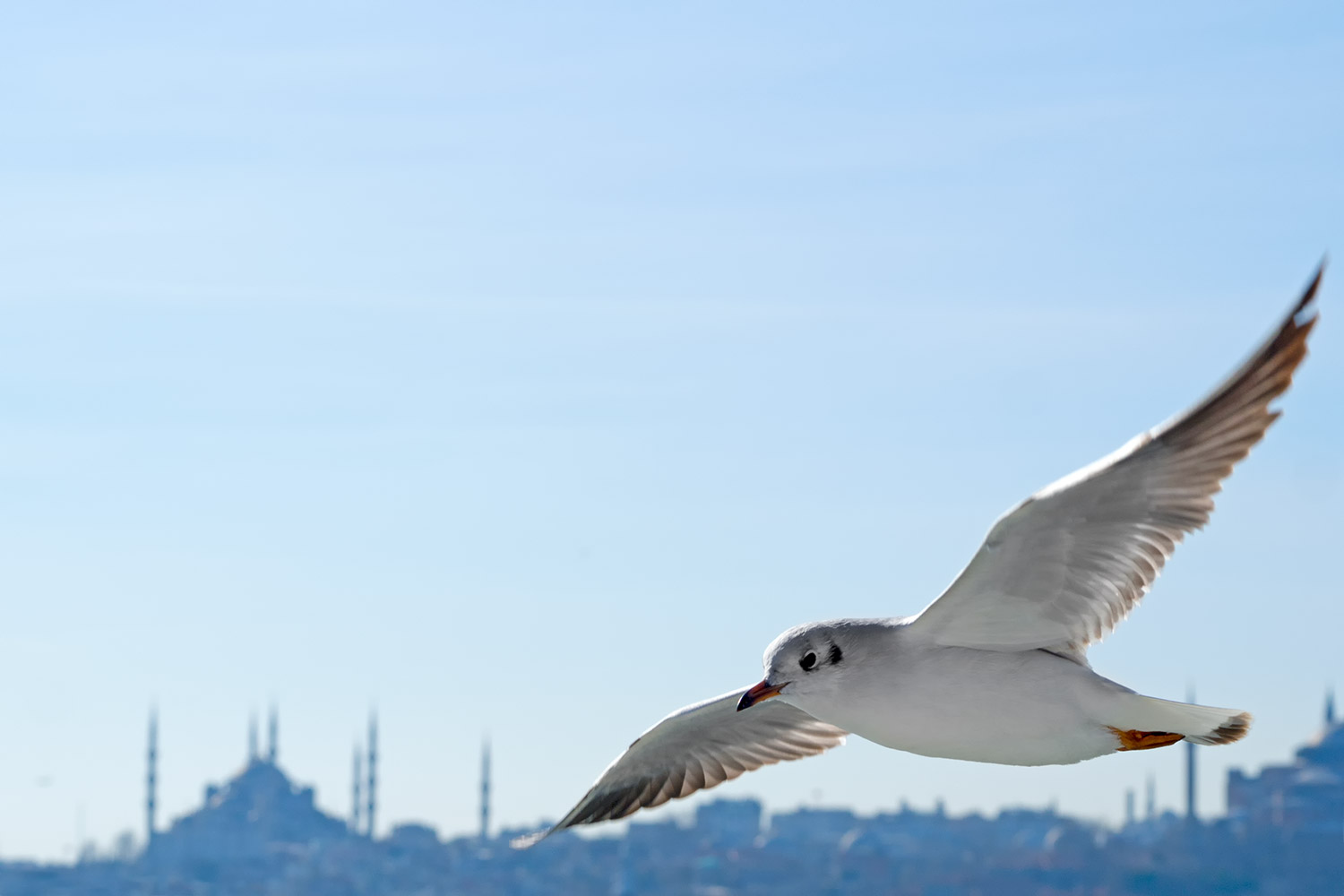 Karabaş martı » Black-headed Gull » Chroicocephalus ridibundus
