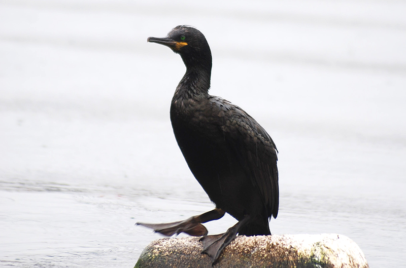 Tepeli karabatak » European Shag » Gulosus aristotelis