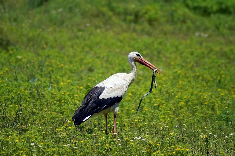 Leylek » White Stork » Ciconia ciconia