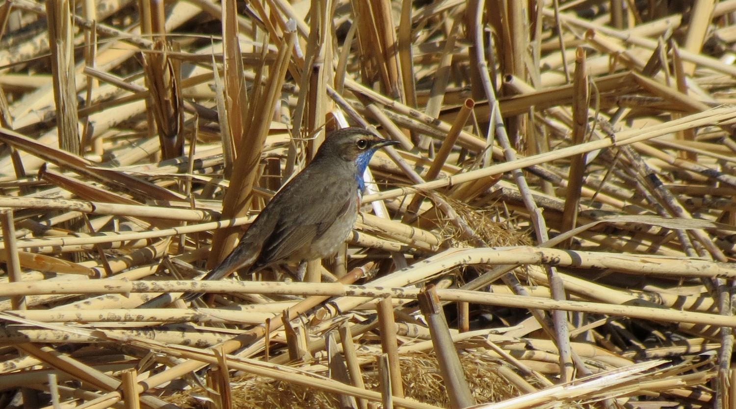 Mavigerdan » Bluethroat » Luscinia svecica