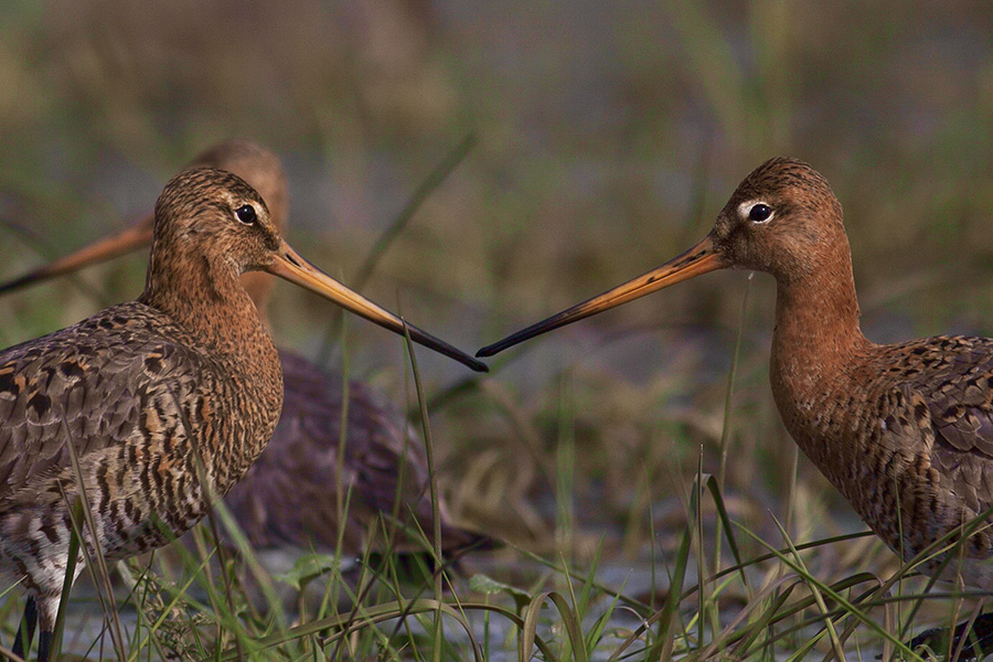 Çamurçulluğu » Black-tailed Godwit » Limosa limosa