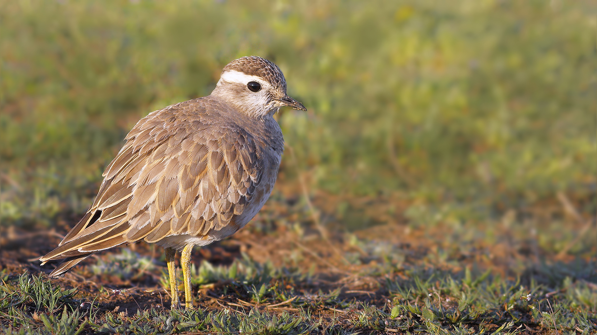 Dağ cılıbıtı » Eurasian Dotterel » Eudromias morinellus 