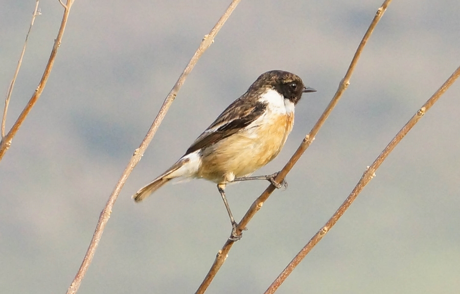 Sibirya taşkuşu » Siberian Stonechat » Saxicola maurus