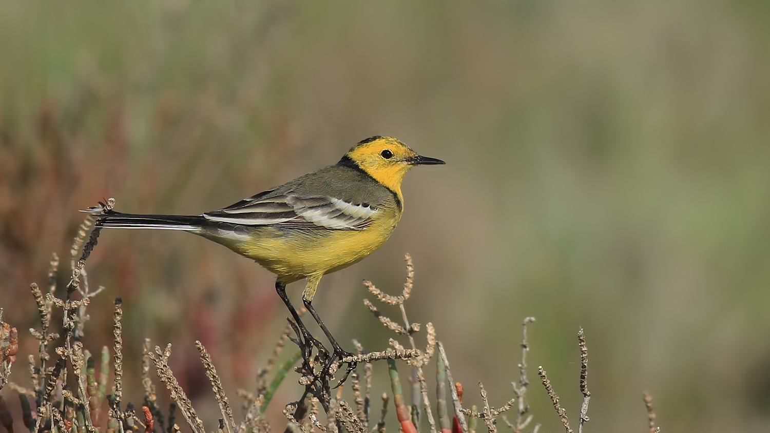 Sarıbaşlı kuyruksallayan » Citrine Wagtail » Motacilla citreola