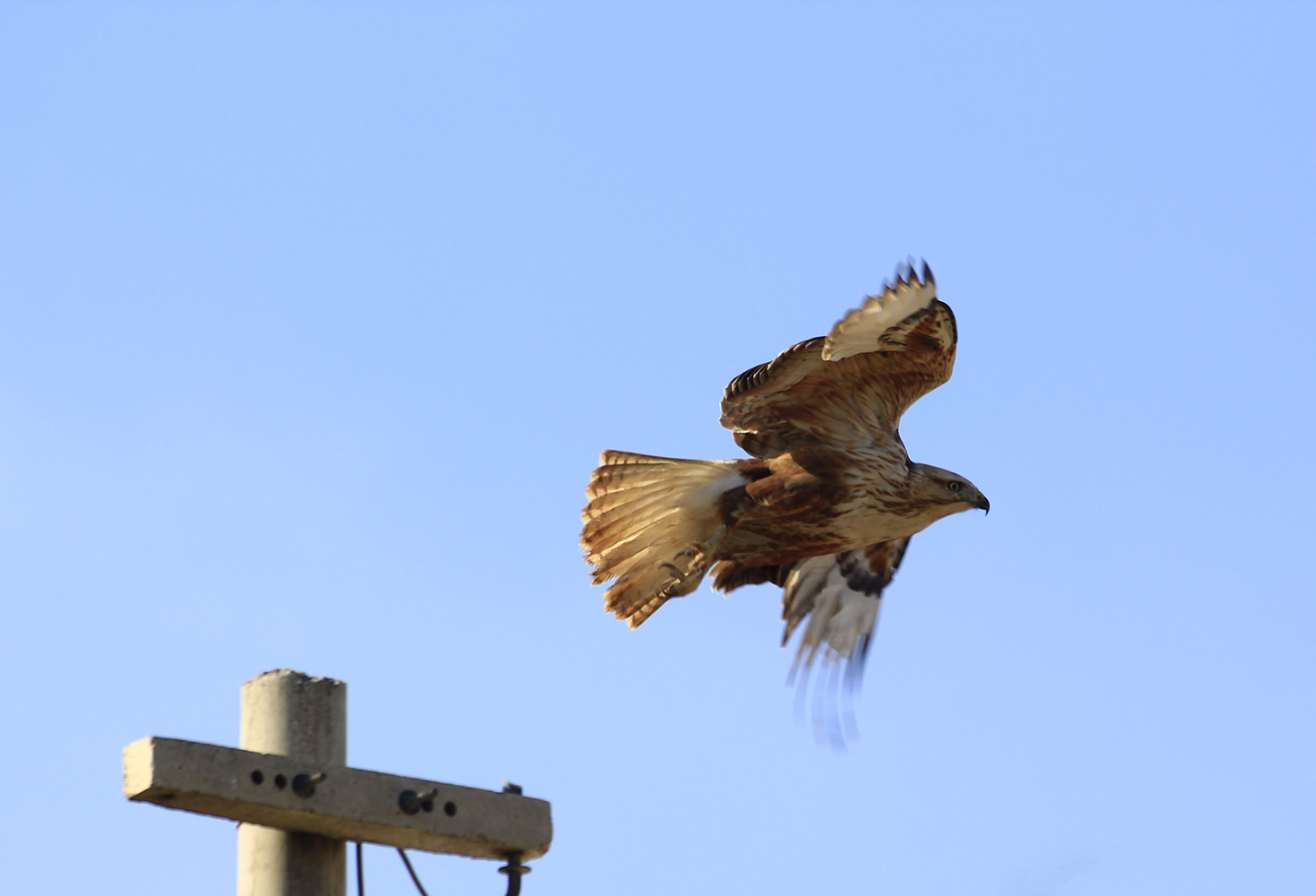 Kızıl şahin » Long-legged Buzzard » Buteo rufinus
