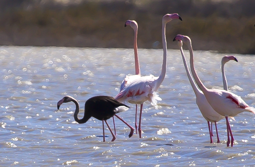 Flamingo » Greater Flamingo » Phoenicopterus roseus