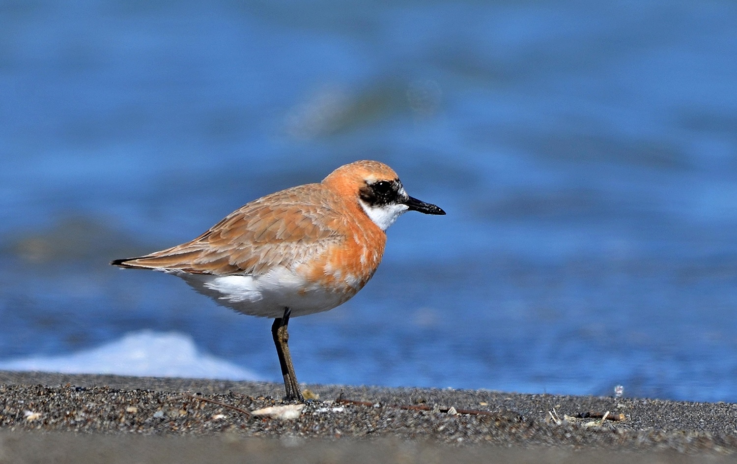 Büyük cılıbıt » Greater Sand Plover » Anarhynchus leschenaultii