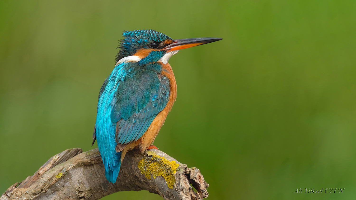 Yalıçapkını » Common Kingfisher » Alcedo atthis