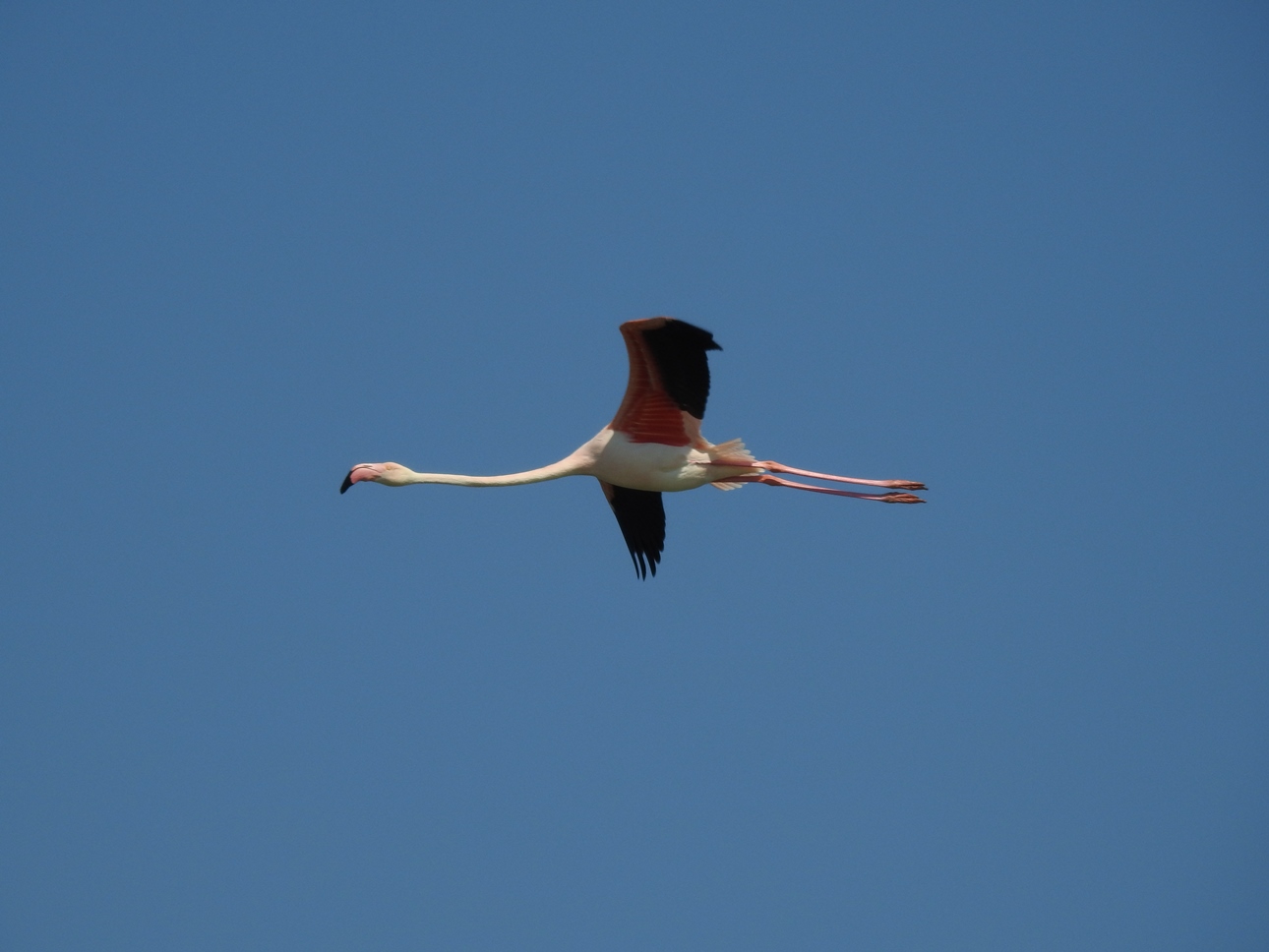Flamingo » Greater Flamingo » Phoenicopterus roseus