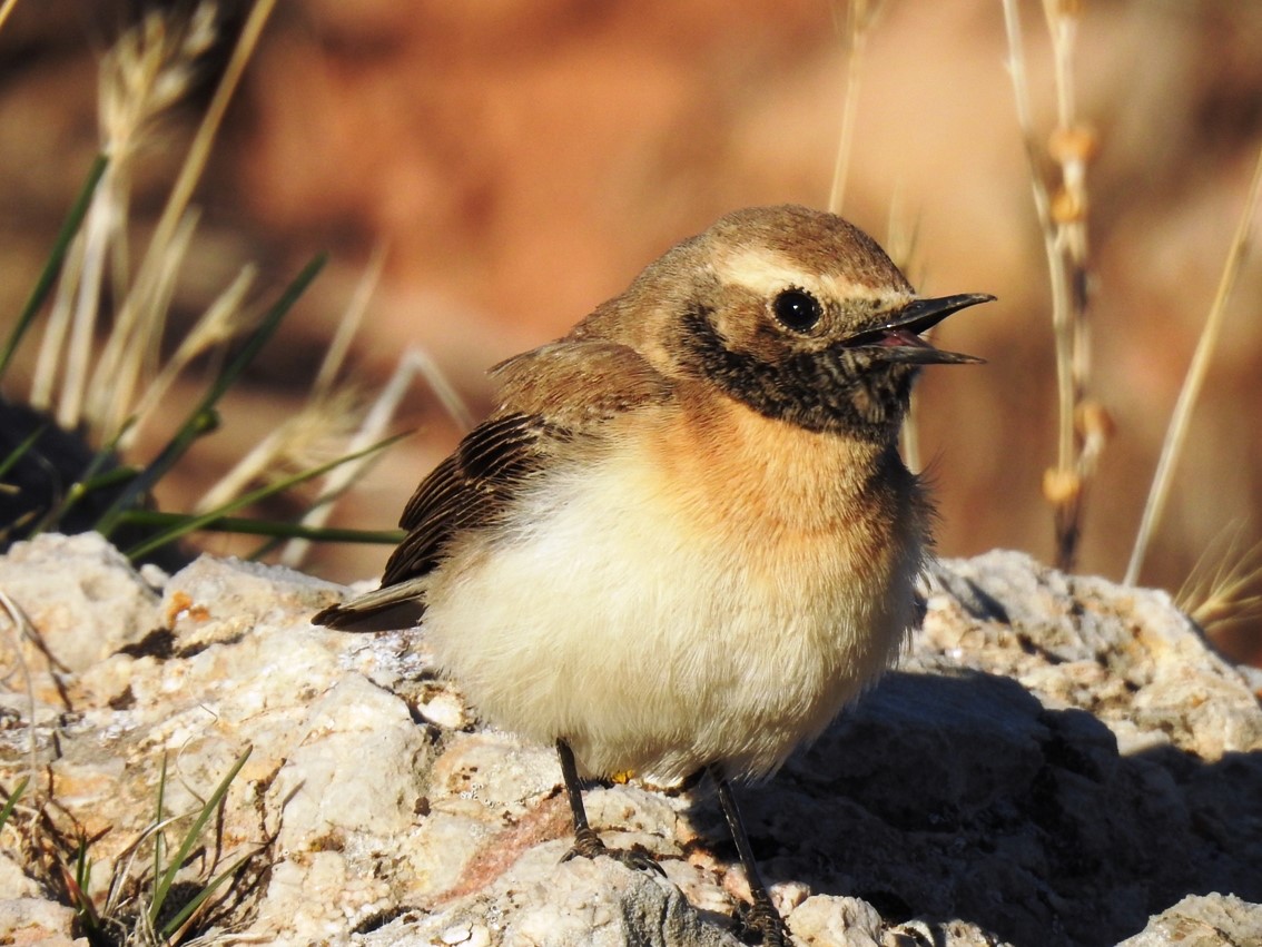 Karakulaklı kuyrukkakan » Black-eared Wheatear » Oenanthe melanoleuca