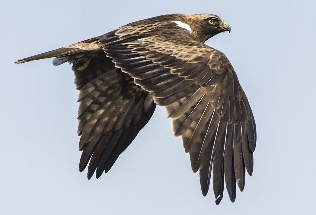 Küçük kartal » Booted Eagle » Hieraaetus pennatus