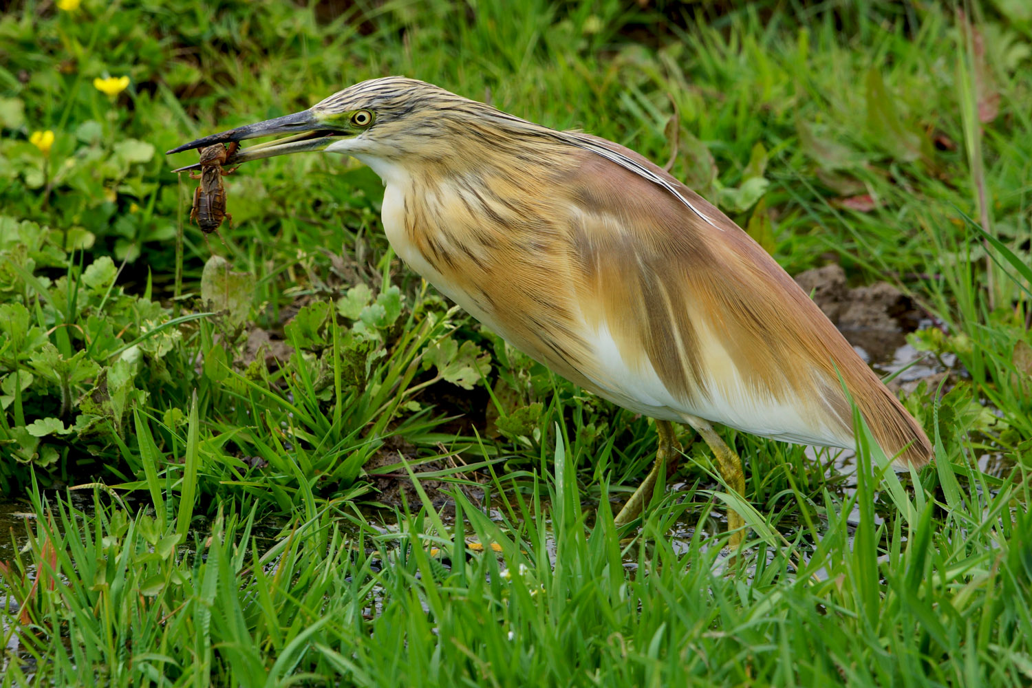 Alaca balıkçıl » Squacco Heron » Ardeola ralloides