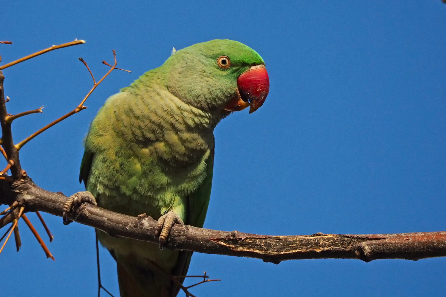 İskender papağanı » Alexandrine Parakeet » Psittacula eupatria
