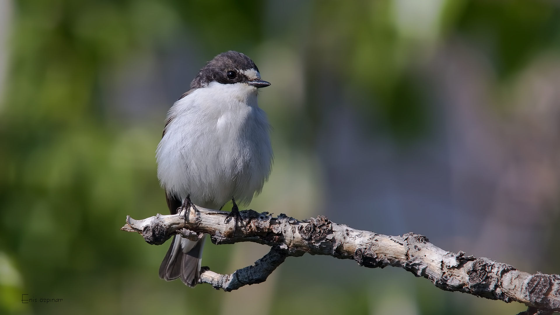 Kara sinekkapan » European Pied Flycatcher » Ficedula hypoleuca
