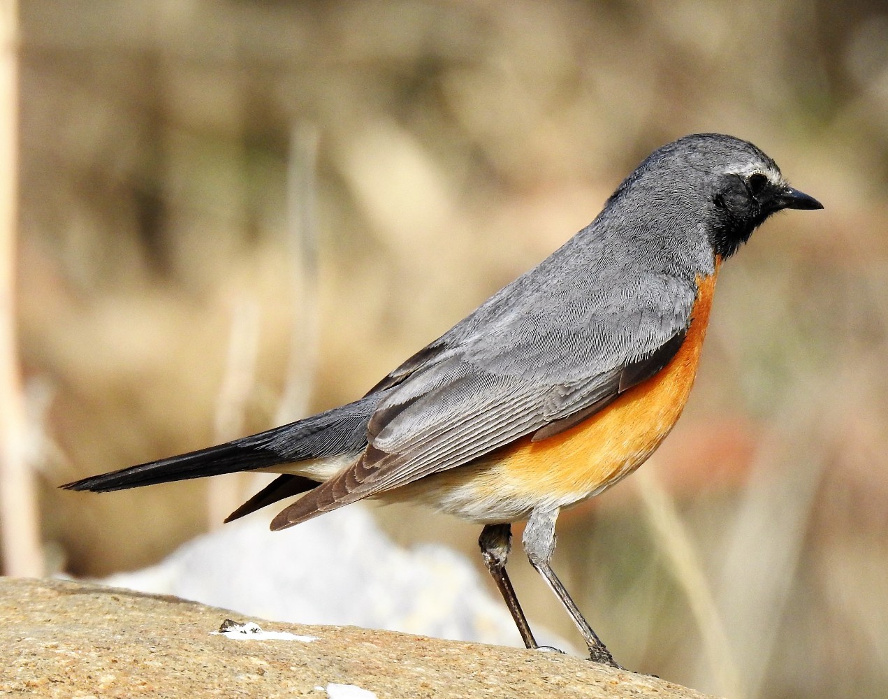 Taşbülbülü » White-throated Robin » Irania gutturalis