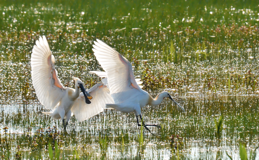 Kaşıkçı » Eurasian Spoonbill » Platalea leucorodia
