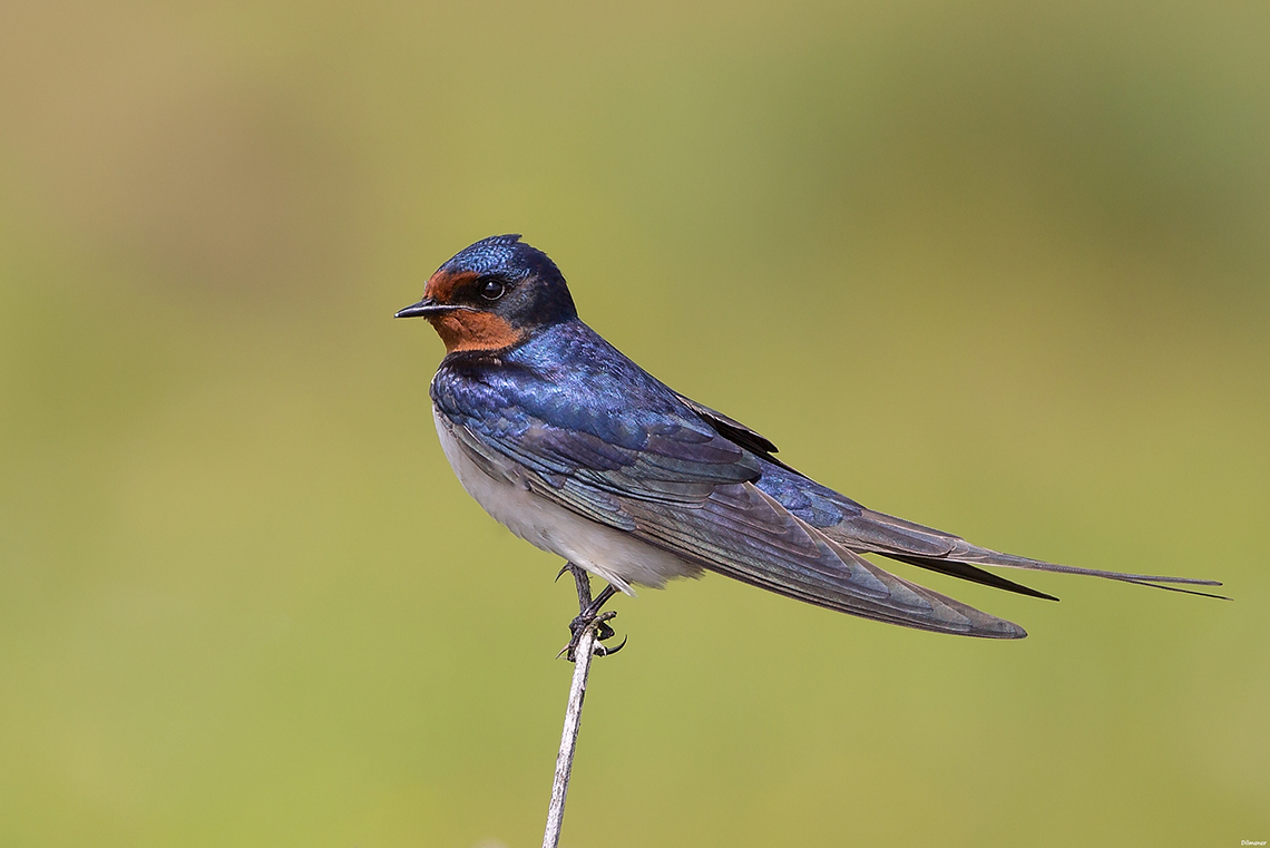 Kır kırlangıcı » Barn Swallow » Hirundo rustica