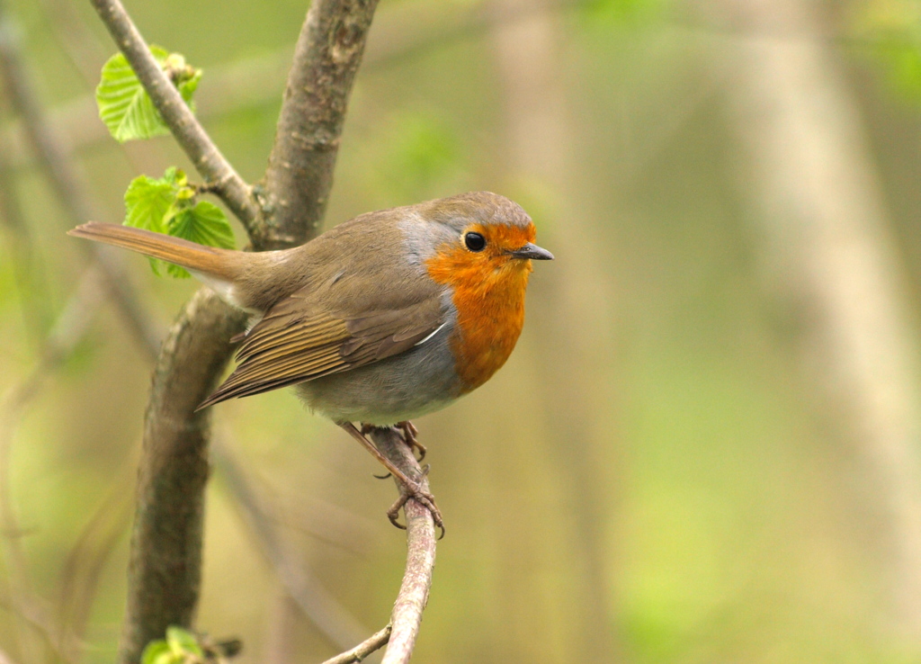 Kızılgerdan » European Robin » Erithacus rubecula
