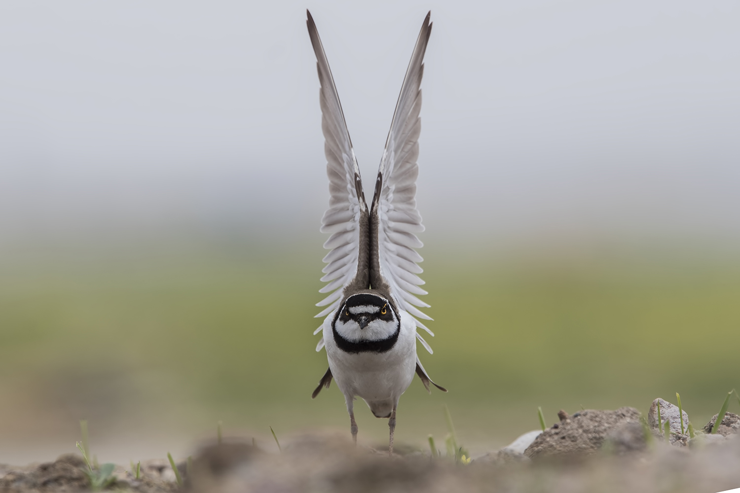 Halkalı küçük cılıbıt » Little Ringed Plover » Charadrius dubius