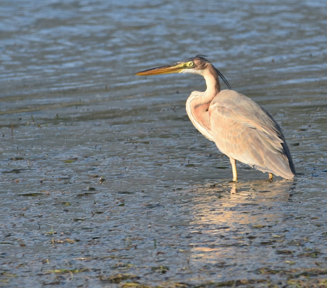 Erguvani balıkçıl » Purple Heron » Ardea purpurea