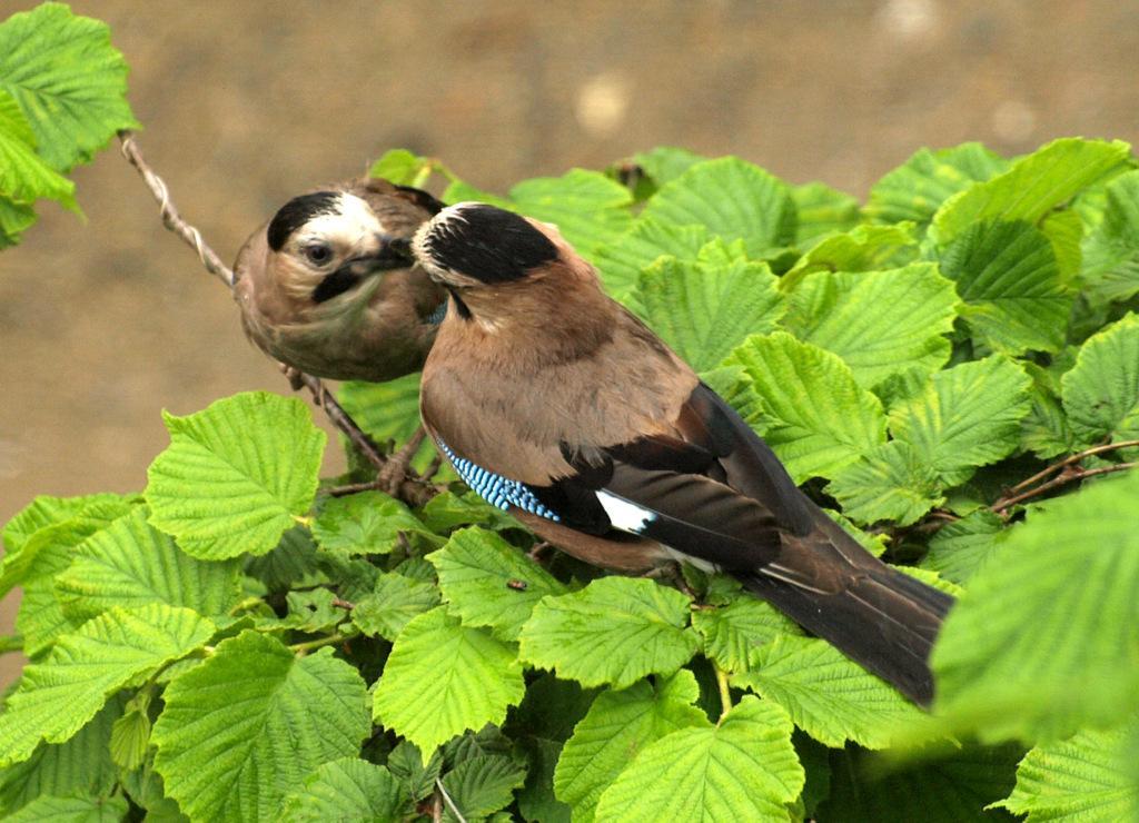 Alakarga » Eurasian Jay » Garrulus glandarius