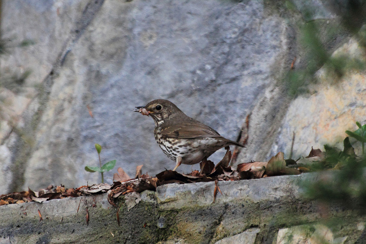 Öter ardıç » Song Thrush » Turdus philomelos
