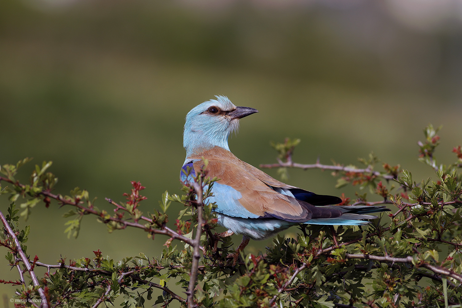 Gökkuzgun » European Roller » Coracias garrulus
