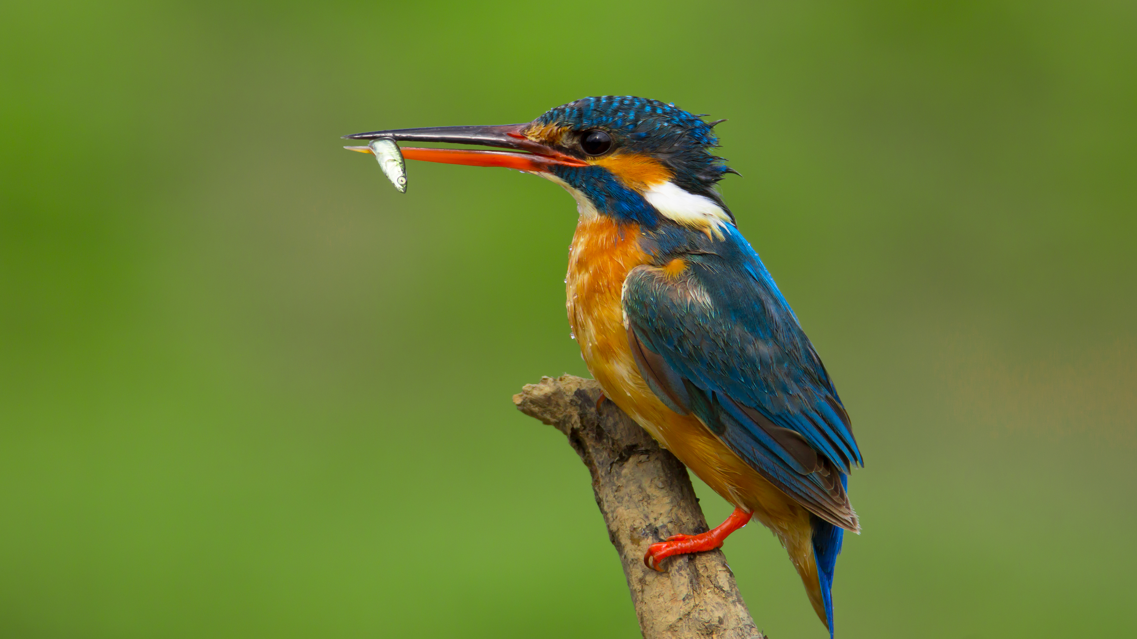 Yalıçapkını » Common Kingfisher » Alcedo atthis