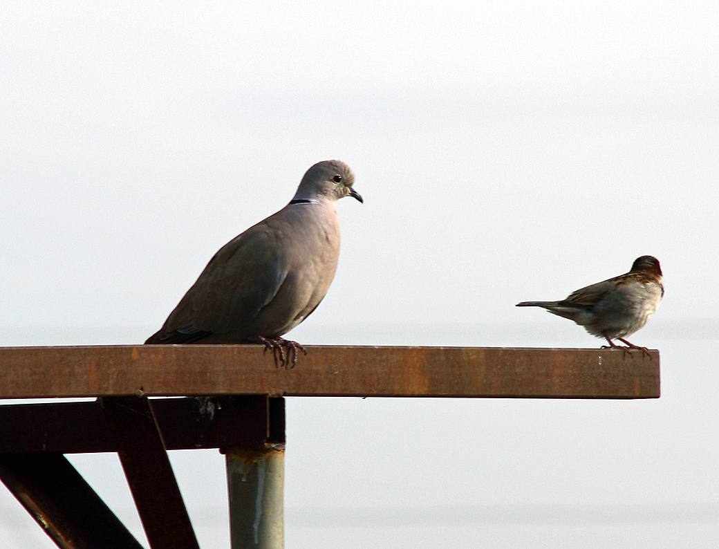 Kumru » Eurasian Collared Dove » Streptopelia decaocto