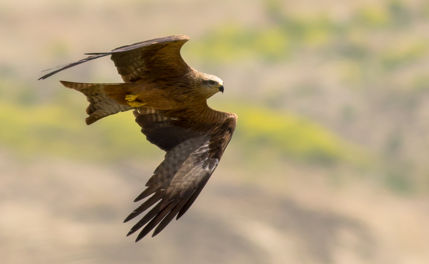 Kara çaylak » Black Kite » Milvus migrans
