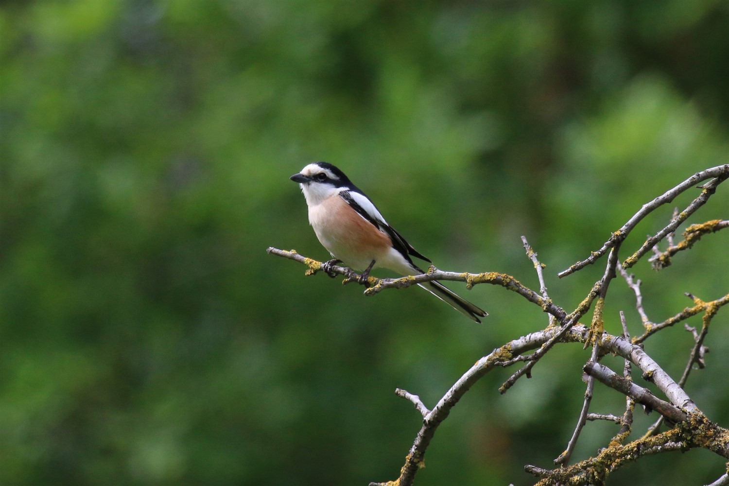 Maskeli örümcekkuşu » Masked Shrike » Lanius nubicus