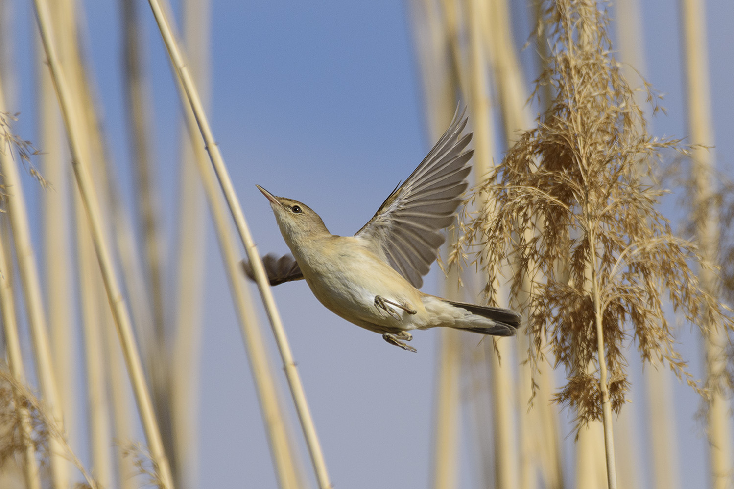 Saz kamışçını » Common Reed Warbler » Acrocephalus scirpaceus