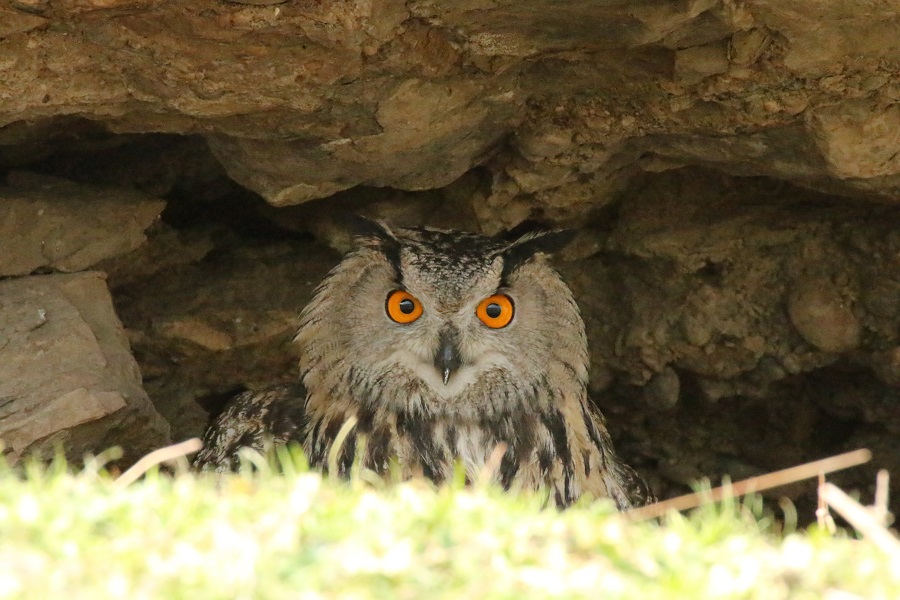Puhu » Eurasian Eagle-Owl » Bubo bubo