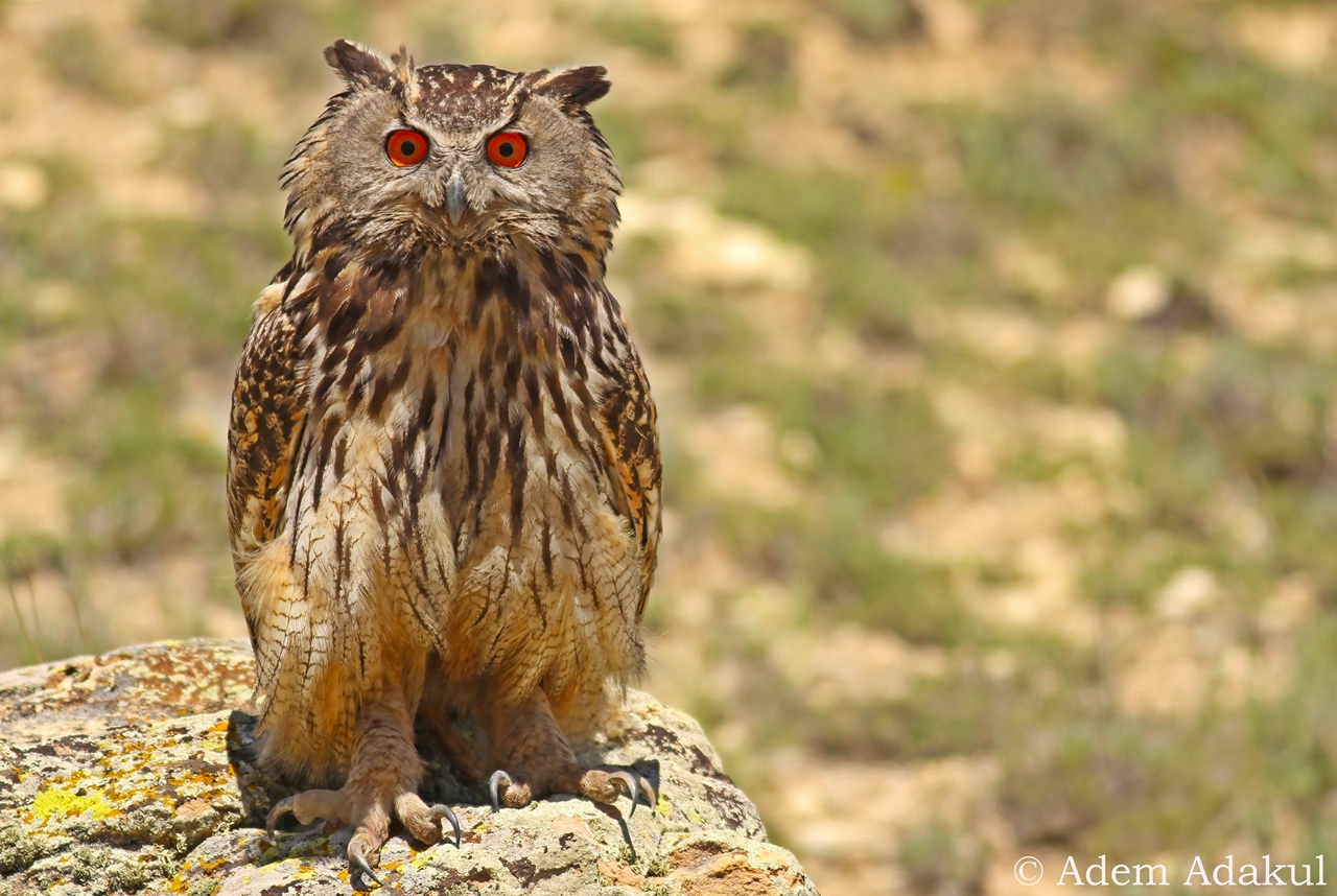 Puhu » Eurasian Eagle-Owl » Bubo bubo