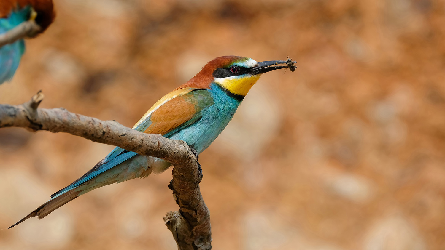 Arıkuşu » European Bee-eater » Merops apiaster