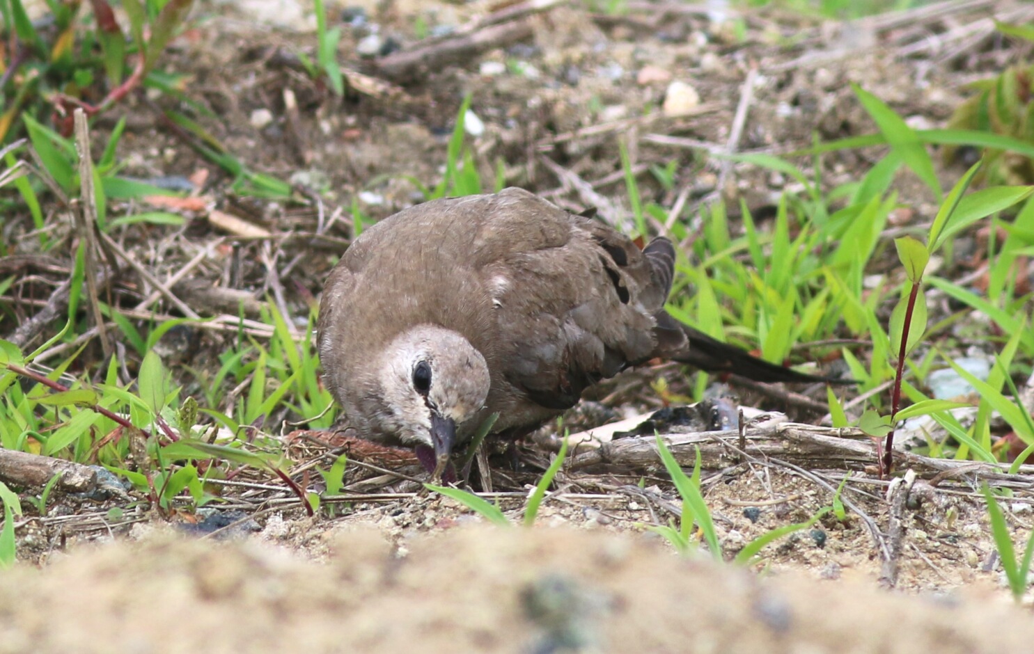 Kap kumrusu » Namaqua Dove » Oena capensis