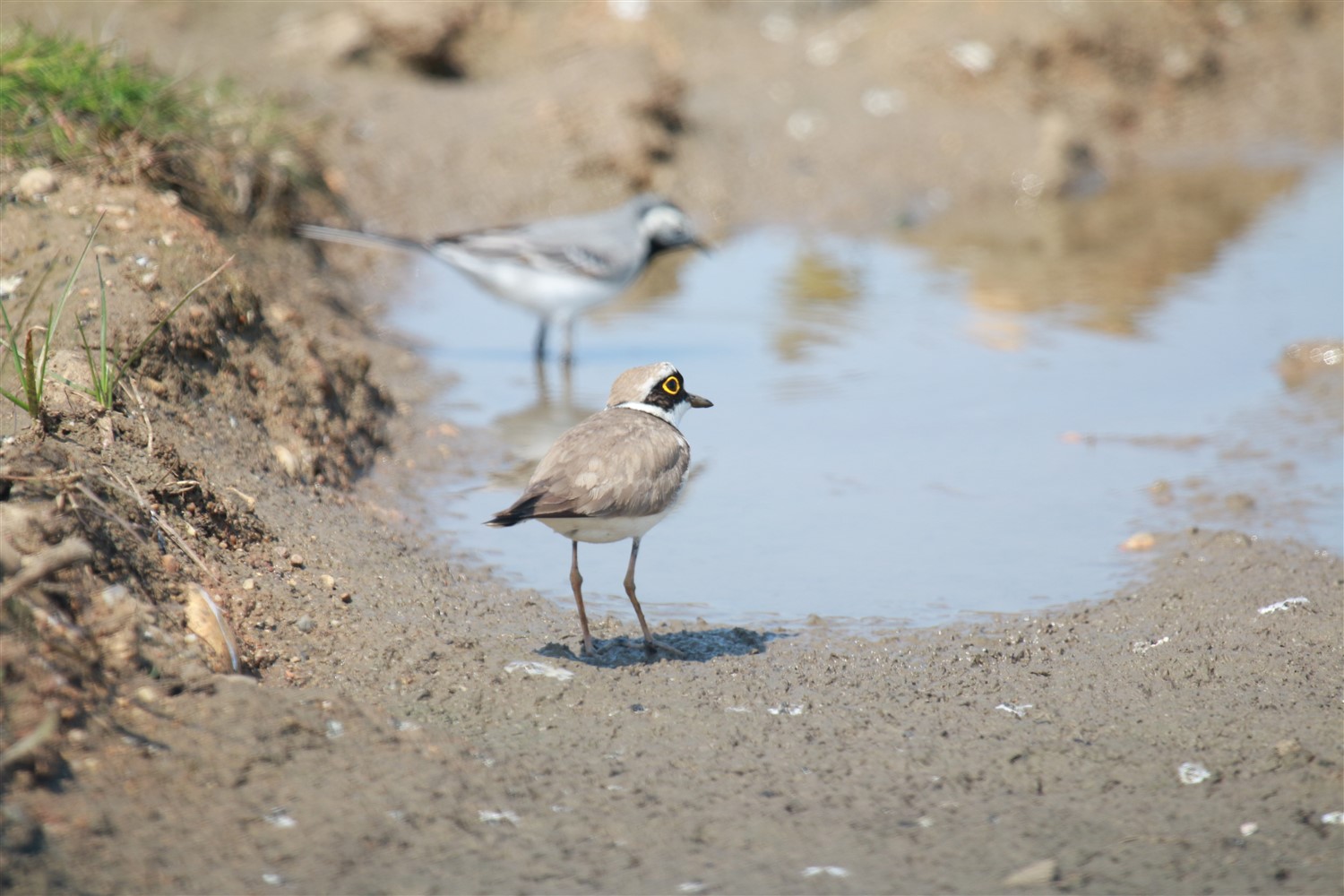 Halkalı küçük cılıbıt » Little Ringed Plover » Charadrius dubius