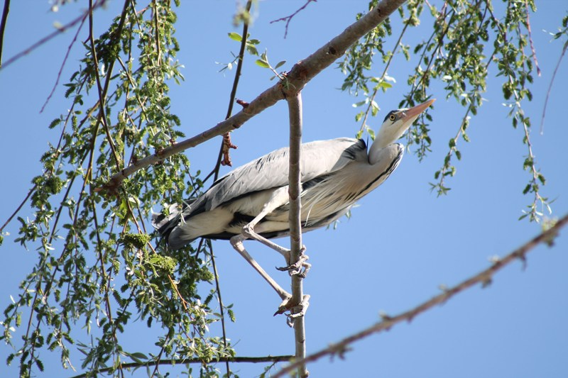 Gri balıkçıl » Grey Heron » Ardea cinerea